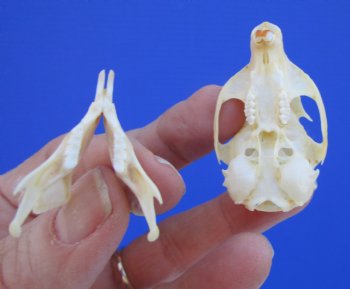 Red Squirrel Skull, Beetle Cleaned, 1-5/8 inches - Buy this one for $24.99