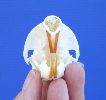 Gray Squirrel Skull, Beetle Cleaned, 2-1/8", Buy this one for $24.99