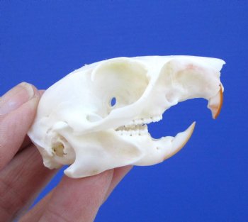 Gray Squirrel Skull, Beetle Cleaned, 2-1/8", Buy this one for $24.99