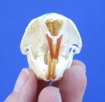 North American Gray Squirrel Skull, Beetle Cleaned, 2-7/8", Buy this one for $24.99