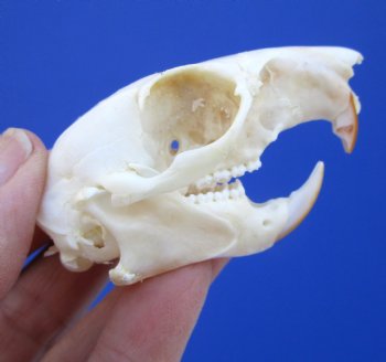North American Gray Squirrel Skull, Beetle Cleaned, 2-7/8", Buy this one for $24.99