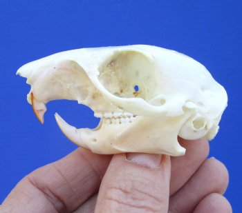 North American Gray Squirrel Skull, Beetle Cleaned, 2-7/8", Buy this one for $24.99