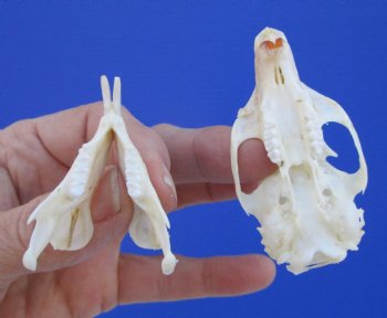 North American Gray Squirrel Skull, Beetle Cleaned, 2-7/8", Buy this one for $24.99