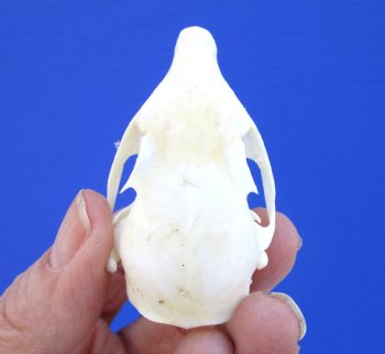 North American Gray Squirrel Skull, Beetle Cleaned, 2-1/8", Buy this one for $24.99