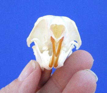 Gray Squirrel Skull, Beetle Cleaned, 2-1/8", Buy this one for $24.99