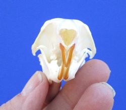 Gray Squirrel Skull, Beetle Cleaned, 2-1/8", Buy this one for $24.99