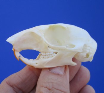 Gray Squirrel Skull, Beetle Cleaned, 2-1/8", Buy this one for $24.99