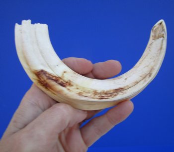 9-1/4 inches African Warthog Ivory Tusk, 4.1 ounces, <font color=red> 7-1/2 inches Solid</font> - Buy this for $44.99