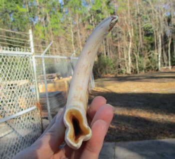 9-1/4 inches African Warthog Ivory Tusk, 4.1 ounces, <font color=red> 7-1/2 inches Solid</font> - Buy this for $44.99