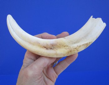 10 inches Large Warthog Tusk (<font color=red>6 inches Solid</font>) for $59.99