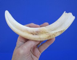 10 inches Large Warthog Tusk (<font color=red>6 inches Solid</font>) for $59.99