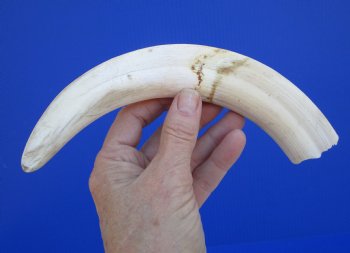 10 inches Large Warthog Tusk (<font color=red>6 inches Solid</font>) for $59.99
