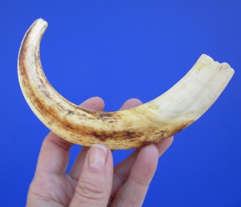 9 inches African Warthog Ivory Tusk, 3.6 ounces, <font color=red> 6-1/2 inches Solid</font> - Buy this for $44.99