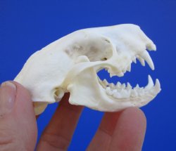 Real Skunk Skull, 3 by 1-3/4 inches - Buy this one for $49.99
