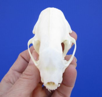 Real Skunk Skull, 3 by 1-3/4 inches - Buy this one for $49.99