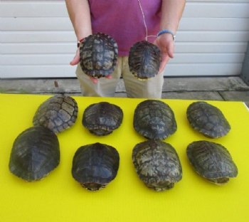 6 to 6-7/8 inches  Red Eared Slider Turtle Shells <font color=red>Wholesale</font> - 12 @ $11.70 each
