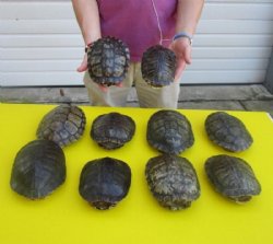6 to 6-7/8 inches  Red Eared Slider Turtle Shells <font color=red>Wholesale</font> - 12 @ $11.70 each