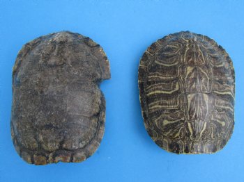 6 inches Empty Natural Red Eared Slider Turtle Shells <font color=red>Wholesale, Some need further cleaning</font> 25 @ $8.75 each