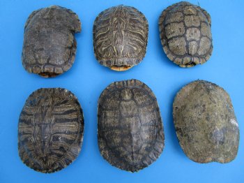 6 inches Empty Natural Red Eared Slider Turtle Shells <font color=red>Wholesale, Some need further cleaning</font> 25 @ $8.75 each
