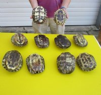 6 to 6-7/8 inches  Red Eared Slider Turtle Shells <font color=red>Wholesale</font> - 12 @ $11.70 each