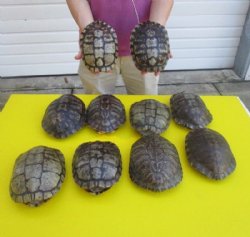 7 inches Red Eared Slider Turtle Shells for Sale - $18.99 each