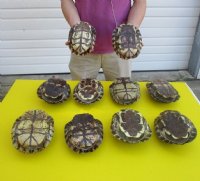 7 to 7-7/8 inches  Red Eared Slider Turtle Shells <font color=red>Wholesale</font> - 10 @ $12.60 each  