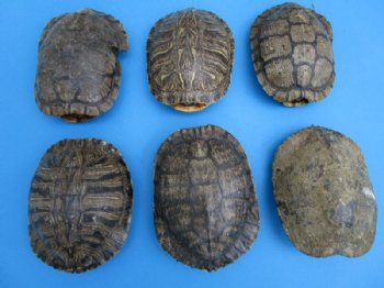 7 inches Red Eared Slider Turtle Shell for Sale <font color=red> Grade B Needs Further Cleaning </font> $14.99 each