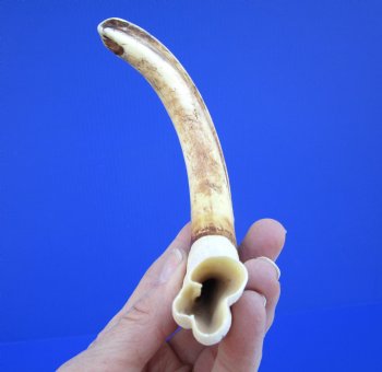 9 inches African Warthog Ivory Tusk, 3.2 ounces, <font color=red> 7-1/4 inches Solid</font> - Buy this for $44.99