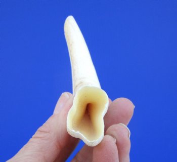 6 inches African Warthog Tusk, <font color=red> 3-3/4 inches Solid </font> for $19.99