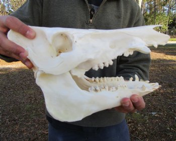 11 inches Authentic Georgia Wild Boar, Hog Skull - Buy this one for $69.99