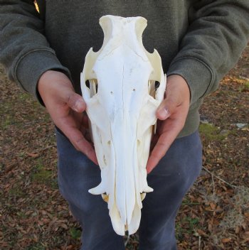 11 inches Authentic Georgia Wild Boar, Hog Skull - Buy this one for $69.99