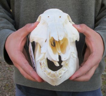 11-1/2 inches Authentic Georgia Wild Boar, Hog Skull - Buy this one for $69.99