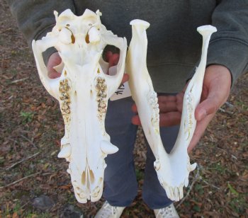 11-1/2 inches Authentic Georgia Wild Boar, Hog Skull - Buy this one for $69.99
