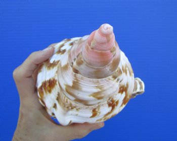 9-1/4 inches Atlantic Triton Trumpet Shell 