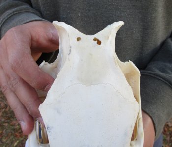 12-1/2 inches Authentic Georgia Wild Boar, Hog Skull <FONT COLOR=RED> Few Tiny Holes </font>- Buy this one for $59.99