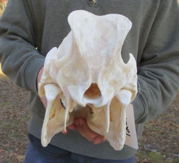 12-1/2 inches Authentic Georgia Wild Boar, Hog Skull <FONT COLOR=RED> Few Tiny Holes </font>- Buy this one for $59.99