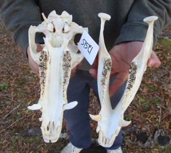 12-1/2 inches Authentic Georgia Wild Boar, Hog Skull <FONT COLOR=RED> Few Tiny Holes </font>- Buy this one for $59.99