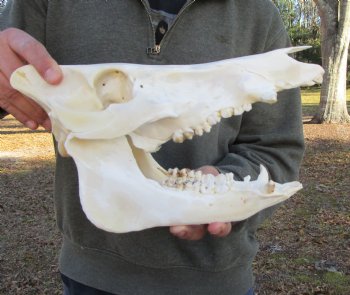 12-1/2 inches Authentic Georgia Wild Boar, Hog Skull - Buy this one for $69.99