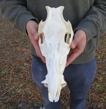 12-1/2 inches Authentic Georgia Wild Boar, Hog Skull - Buy this one for $69.99