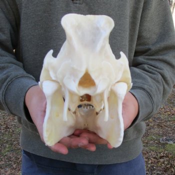 12-1/2 inches Authentic Georgia Wild Boar, Hog Skull - Buy this one for $69.99
