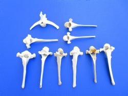 10 Extra Large Wild Boar Vertebrae Bones 5-1/2 to 6 inches - Buy these for $3.00 each