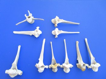 10 Extra Large Wild Boar Vertebrae Bones 5-1/2 to 6 inches - Buy these for $3.00 each