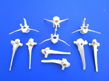 10 Extra Large Wild Boar Vertebrae Bones 5-1/2 to 6 inches - Buy these for $3.00 each