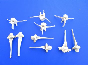 10 Extra Large Wild Boar Vertebrae Bones 5-1/2 to 6 inches - Buy these for $3.00 each