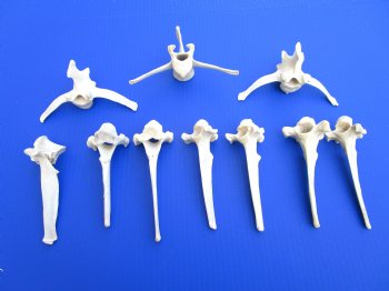 10 Extra Large Wild Boar Vertebrae Bones 5-1/2 to 6 inches - Buy these for $3.00 each