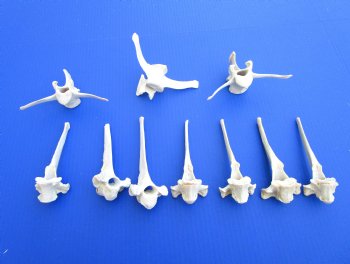 10 Extra Large Wild Boar Vertebrae Bones 5-1/2 to 6 inches - Buy these for $3.00 each
