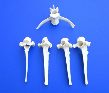 Five (5) Extra Large Wild Boar Vertebrae Bones 5-1/2 to 6 inches - Buy these for $3.00 each