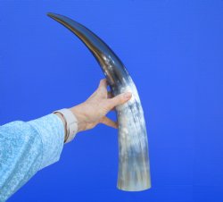 19-7/8 inches Polis...