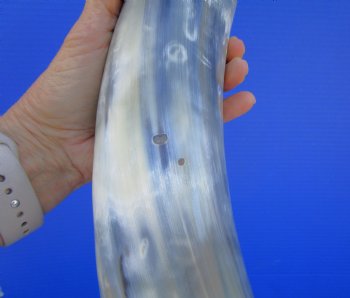 19-7/8 inches Polished Cow Horn with Black, White, Tan and Gray - Buy this one for $39.99