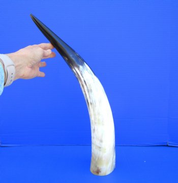20-1/2 inches Polished Cattle Horn, with Black and White - Buy this one for $39.99
